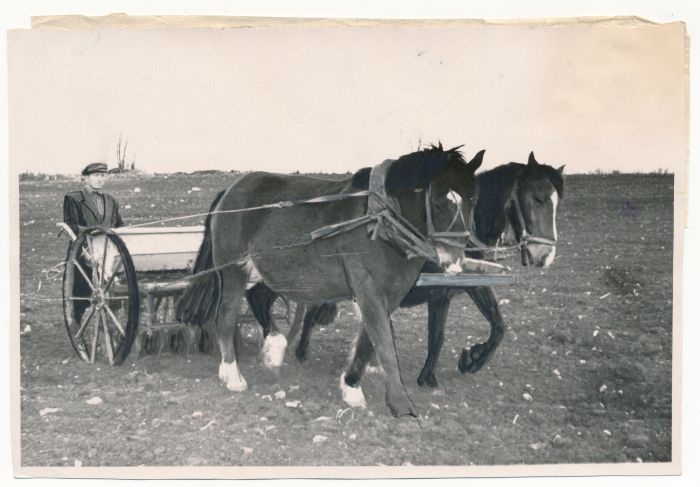Foto. Haapsalu raj. "Kangelase" kolhoosi brigadir Ilmar Ainlo hobustega nisupõldu seemendamas. 10.05.1957. Foto A. Lumeste.