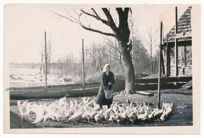 Foto. Haapsalu raj "Esimese Mai" kolhoosi kanatalitaja Hilda Lapmann kanu söötmas. 1957. Foto A. Lumeste.