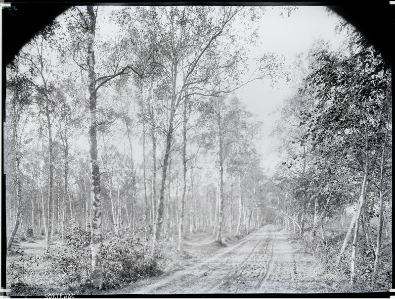 Ehmja mõis, vaade teele metsas