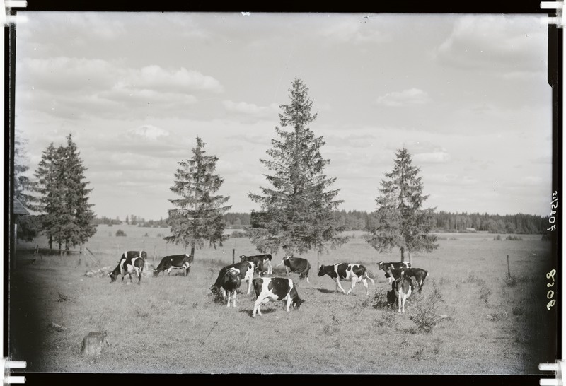 Friisi tõugu veisekari karjamaal