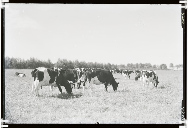 Friisi tõugu veisekari karjamaal