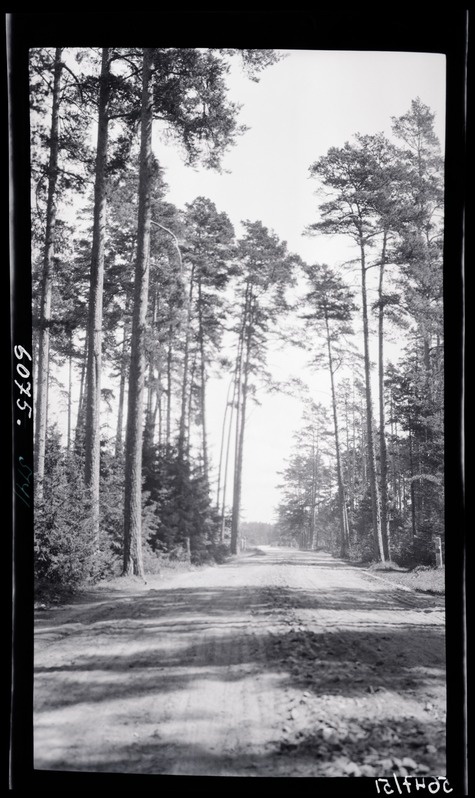 Maantee männimetsas