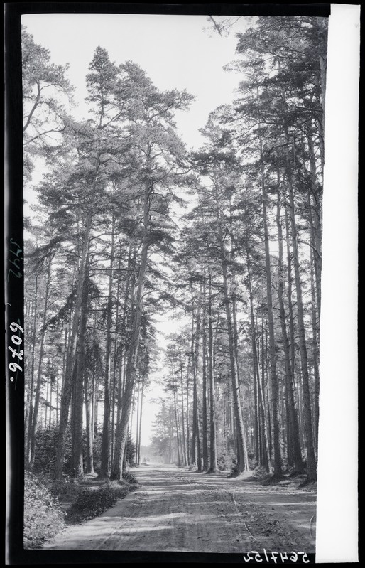 Maantee männimetsas