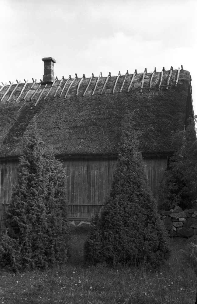 Kadakad Ridasi külatee ääres.