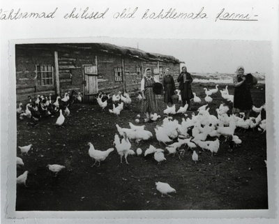 Kohaliku kolhoosi lindla Kotškovski rajoonis, Kotški alevis.  duplicate photo