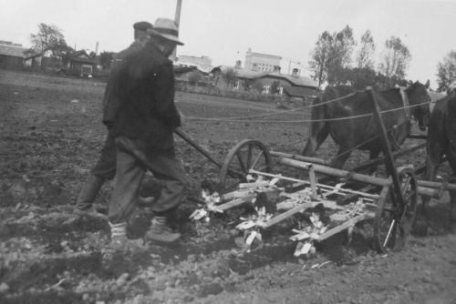 Combined potato packing and division tools sample workKehraariigimõisass02.06.19399