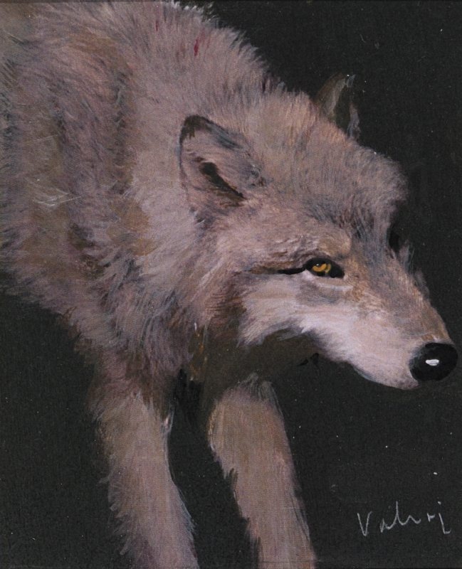 Tsüklist „Siberi fauna“: 1926. aastal maha lastud inimsööja-hundi (Canis lupus) topis. Krasnojarski krai ajaloomuuseum. Sarjast Siberiaad