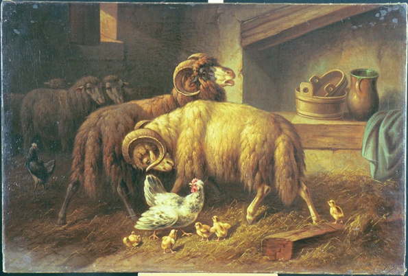 Oinad
