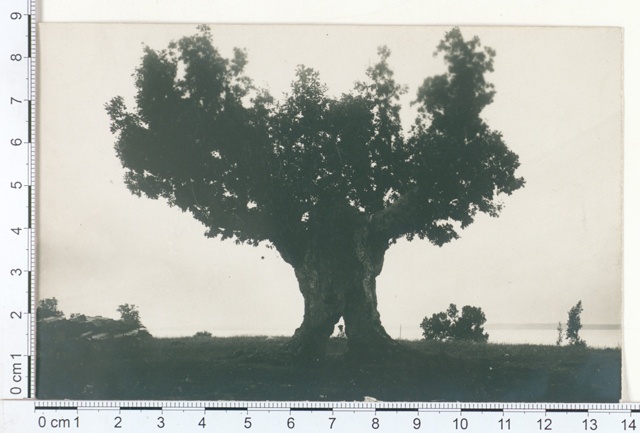 Tallinn, 1000-year-old oak in Koplis