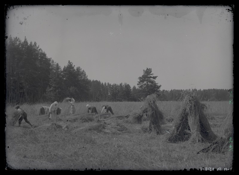 Rukkilõikus, lõigatud vili pannakse hakkidesse.