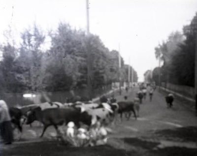 Veised tulemas karjamaalt mööda Uus-Roomassaare tänavat Kuressaares  similar photo