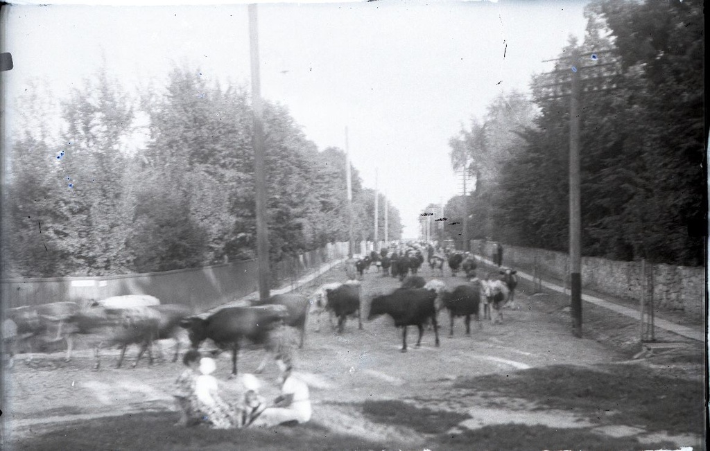 Veised tulemas karjamaalt mööda Uus-Roomassaare tänavat Kuressaares