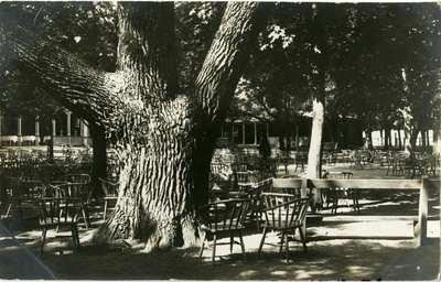 Kanada pappel ehk  nn. suur puu Kuressaare Lossipargis, taamal kohvik Tivoli  duplicate photo