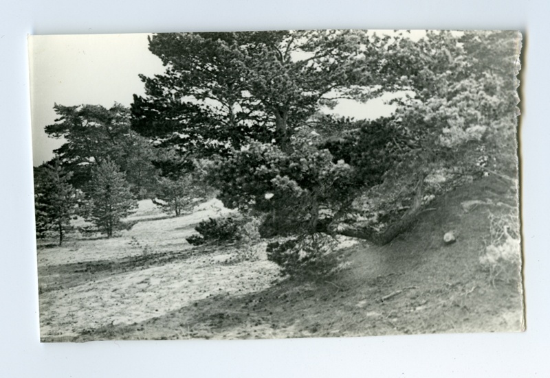 The nature of the Prangli Island, at the forefront of the handcuffs of pine on the coastline