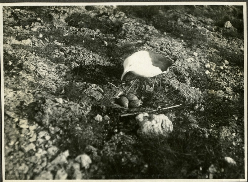 Tõmmukajakas pesa juures