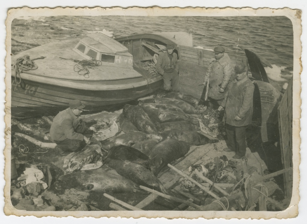 Catch of seal hunters on the Prangli harbour bridge