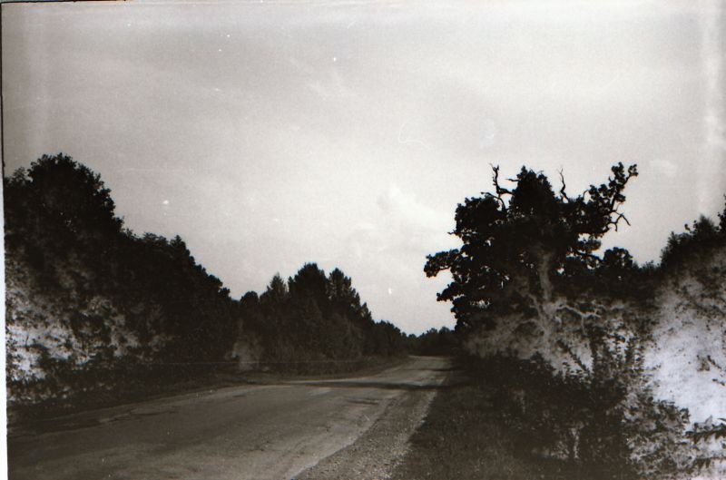 Negatiiv. Kõmsi kivikirstkalmed. Arheoloogia. Pärnamäe. 1978-1982.
Suur puu tee ääres.