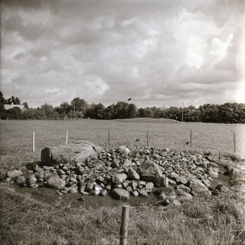 Negatiiv. Taebla tarandkalme kaevamine 1981.a. II kivikiht lõuna poolt.
Foto: M. Mandel.