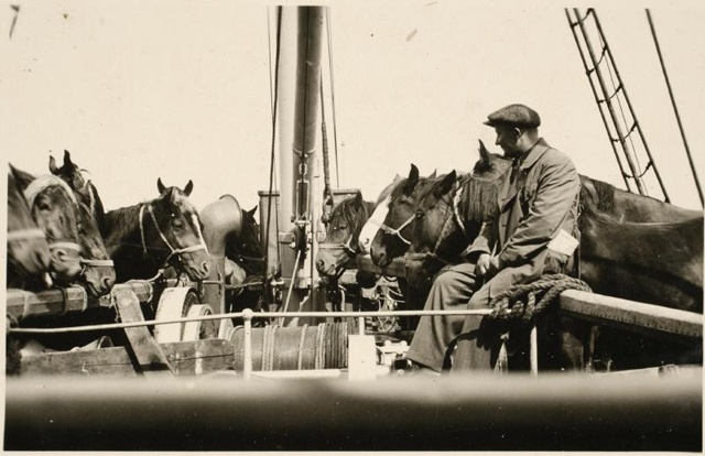 Travel company on the ship "Aegna" with horses