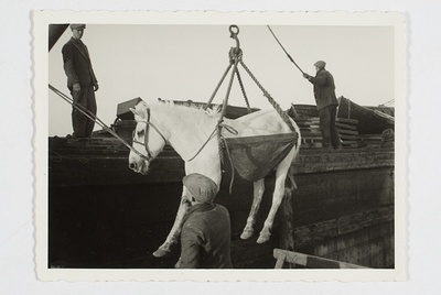 Osmussaare residents leave the island, the horse is lifted to the ferry with handwriting.  duplicate photo