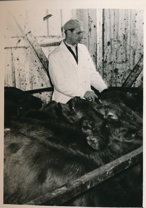 Tartu Lihakombinaat. Liha-rasvatsehh, tapaeelne baas. 1960