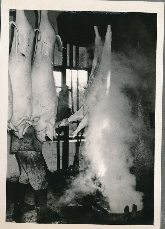 Tartu Lihakombinaat, roogitud searümba asetamine kõrvetusahju. 1960