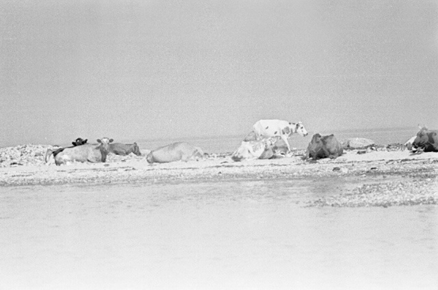 Kihnu view. Cows on the sea beach in low water.