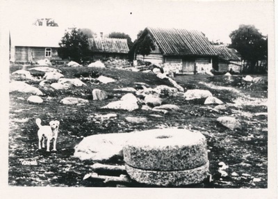 Photo. Farm buildings in Vorms. 1963. From the postcard of the u. p. M. Arro.  duplicate photo