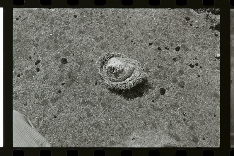 Siilinahk Haage jalaväekaevikus, 1987