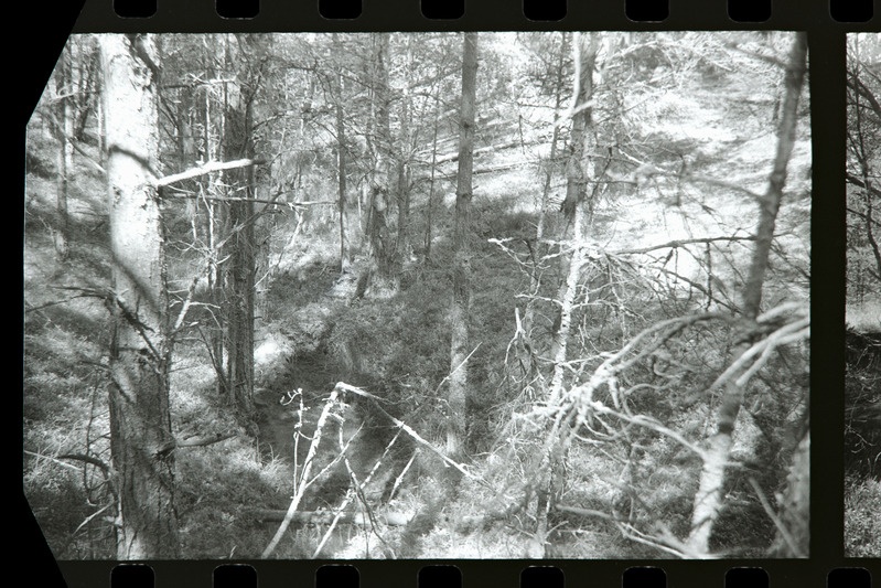 Tahkuna 12" patarei kinnikasvanud kaevik positsioonil