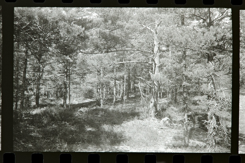 Tahkuna 12" patarei positsioon, 1987