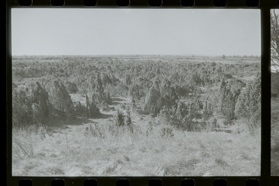 Vaade Võiküla 10" patarei 1. suurtüki eesvallilt kagu suunas Või lahele, 17.05.1988  duplicate photo