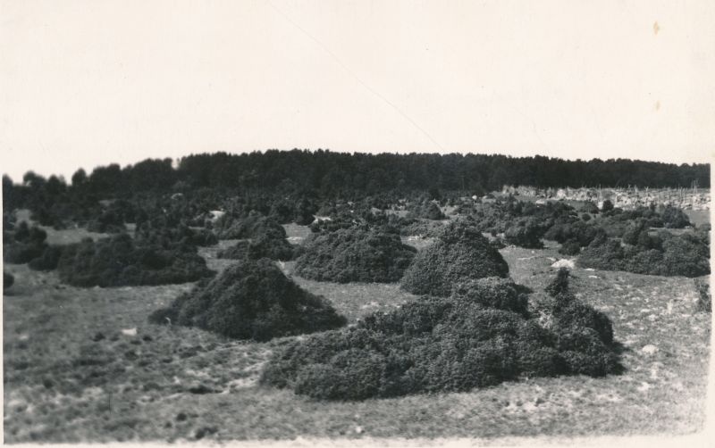 Photo. Uniforms. Kadastik near the village of Diby. 1924. Photographer. G. Vilbaste.