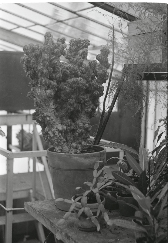 Rakvere Metsamajandi Kullenga kasvuhoone