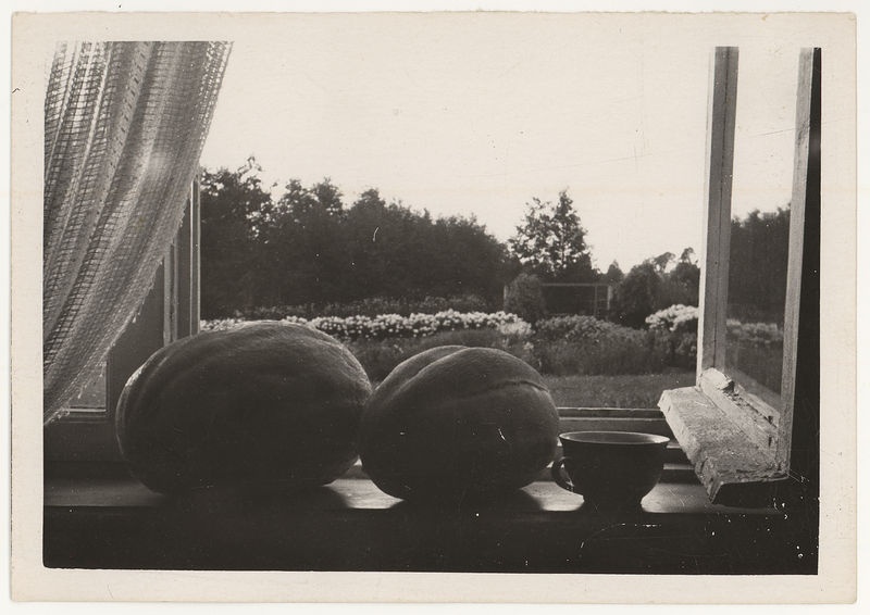 Paunküla kooli katseaias kasvanud melon