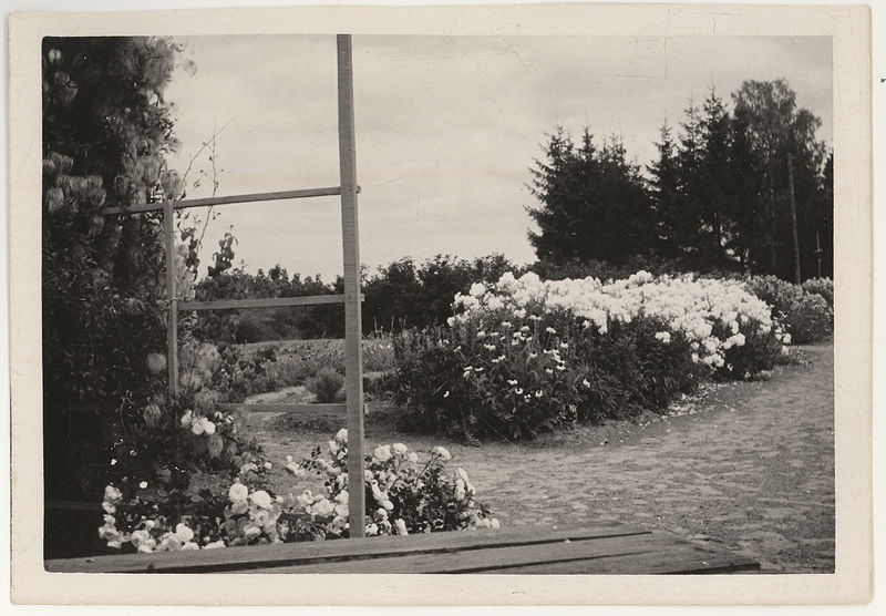 Paunküla kooli katseaed. Roosid ja floksid