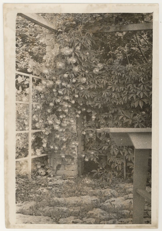 Paunküla kooli katseaed. Lehtla