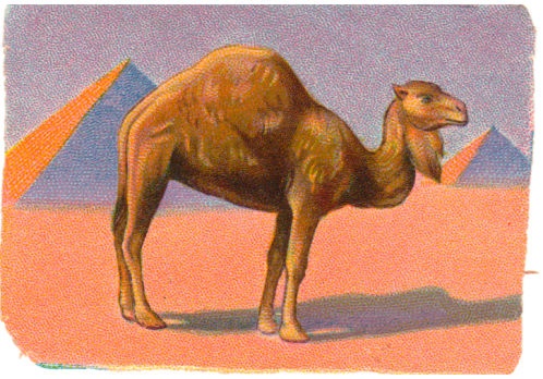 Kleepspilt, kaamel