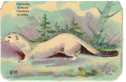 Kleepspilt, Hermelin