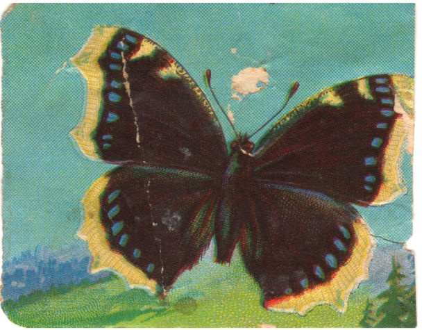 Kleepspilt, liblikas