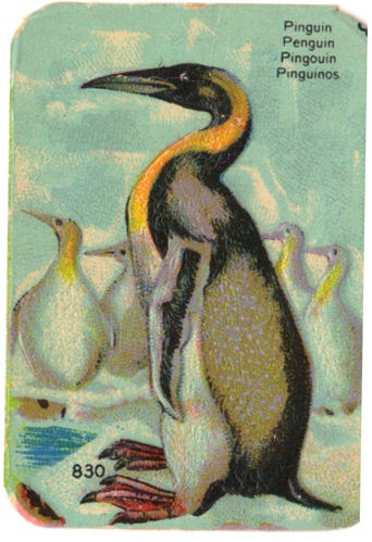 Kleepspilt, pingviin