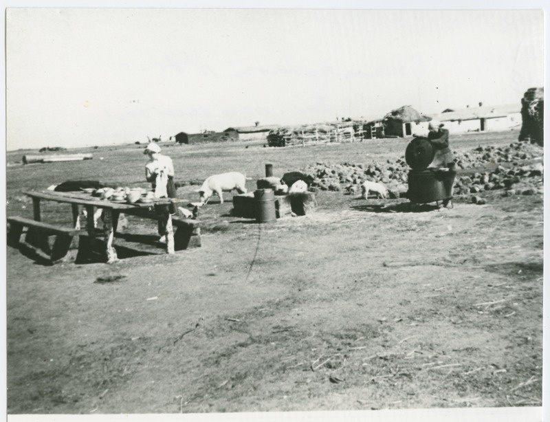 TPI üliõpilased Kasahstani NSV-s Saralatis ehitustöödel, perenaised üliõpilastele lõunat valmistamas, 1957.a.