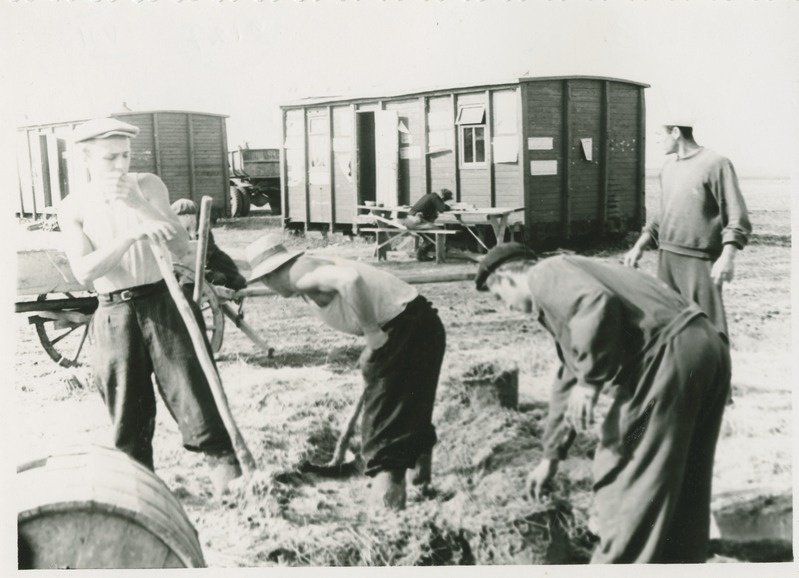 TPI tudengid tööl Kasahhi NSV-s, Zaretšnõi teraviljasovhoosis, 1956.a.