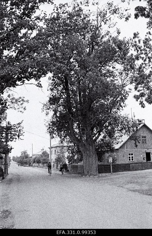 Looduskaitse alla võetud vana paju Rakke asula keskel.