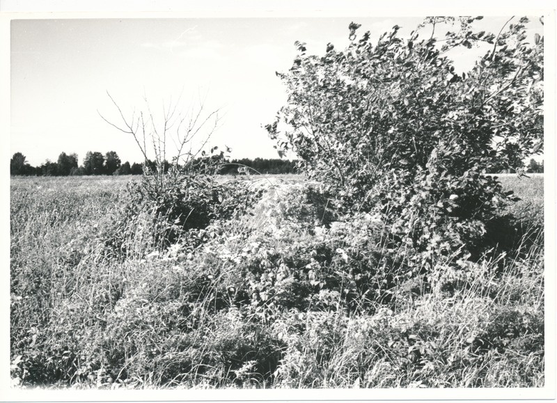 Kultusekivi Kohala külas