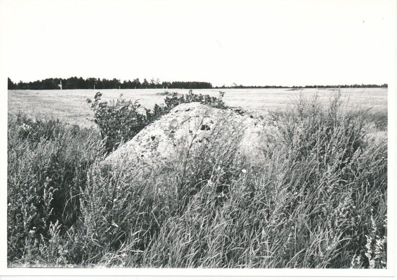 Kultusekivi Kohala külas