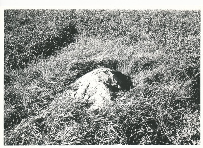 Kultusekivi Kohala külas