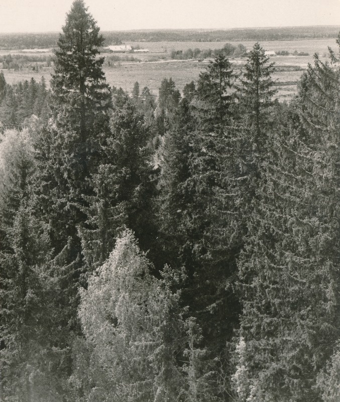 Vaade Aole Räitsverest