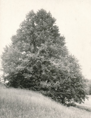 Ilumäe hiiepuu  similar photo