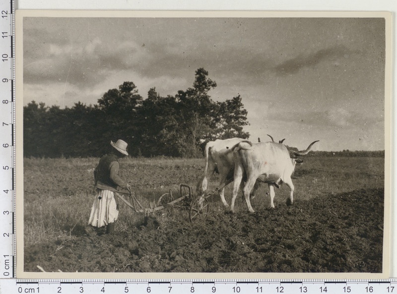 Härgadega künd. Ungari